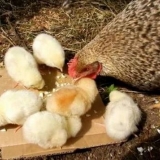 Šta možete dati pilićima da jedu?